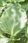 Skunk cabbage